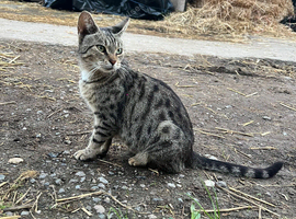 Bengal female