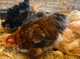Pekin Bantams