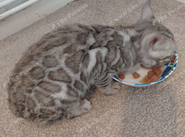 Beautiful Rosetted bengal kittens