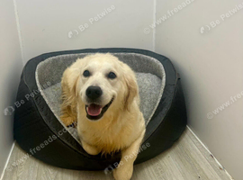 Guardianship Home Wanted for Beautiful Golden Retriever Female
