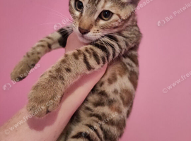 Rare Torbie Bengal Kittens