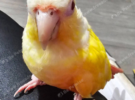 Charlie