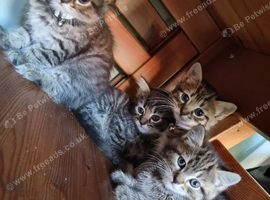Kittens