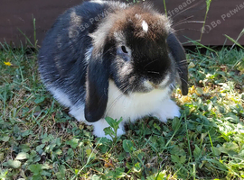Purebred mini lop doe (girl