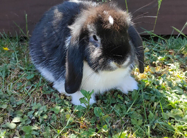 Purebred baby mini lop doe  ready now