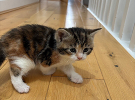 4 beautiful kittens ready to go