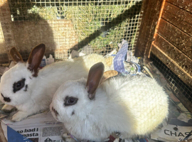 Rabbit for sale