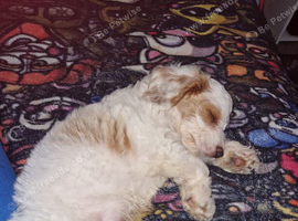 17 week old male cockapoo