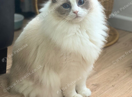 Tica registered ragdoll siblings 3 years old