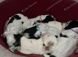 6 beautiful sprocker cross puppy's for sale