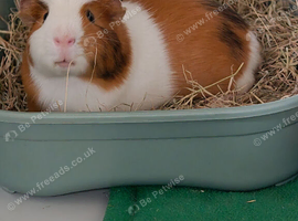 Male guinea pig for rehome
