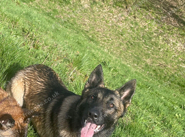 2x Belgian mal 18 month male 7 month female