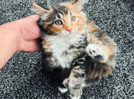 Stunning Tortoiseshell Maine Coon Cross Kitten - Female