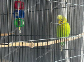 Male and female budgies