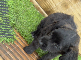Selling my beautiful Jack Russell