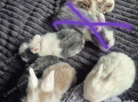 Lionhead babies