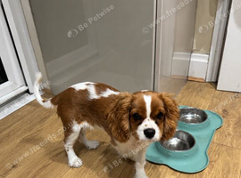With Sadness KC registered Blenheim Cavalier Puppy