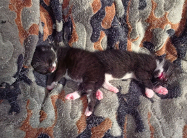 Beautiful litter of kittens