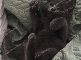 Last 2 male kittens