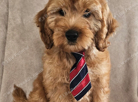 Beautiful boy available