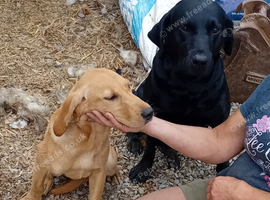 Yellow Labrador puppy