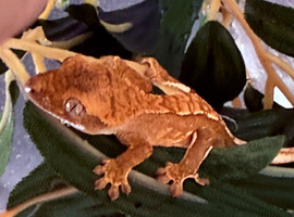 Stunning baby crested geckos