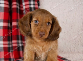 Miniature Dachshund Puppies
