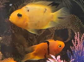 Yellow tiger parrot