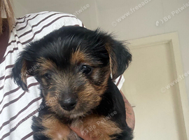 Yorkshire terrier