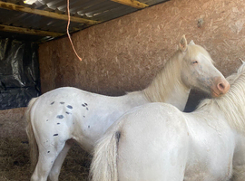 Spotty paint X, Colt 12 mths, to make 14.2hh
