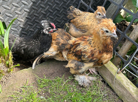 Baby Bantam Chicks 4 for &pound;50