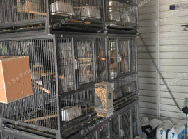 Triple stacked bird cage with dividers