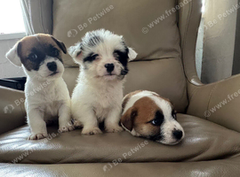 Jack Russell's