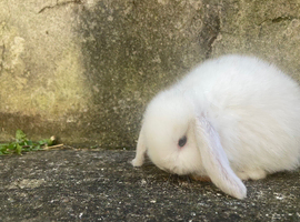 Snowy White Baby Mini Lops