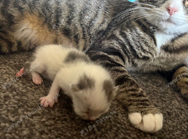 5 boy kittens