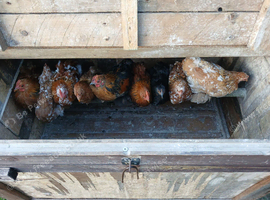 Pekin Bantams for sale