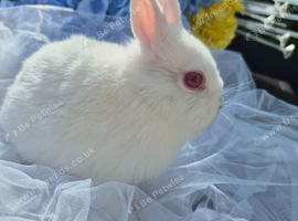 Netherland  dwarf