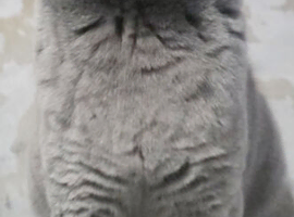 Lilac British short hair kitten