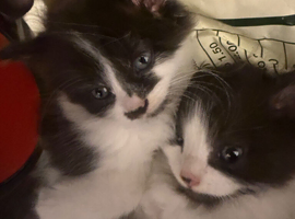 Fluffy kittens