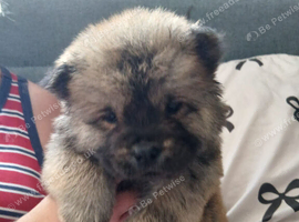 6 Chow Chow Puppies kc registered