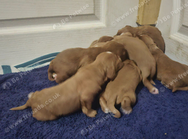 Cocker Spaniel Puppies