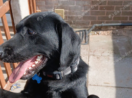 Beautiful pedigree labrador