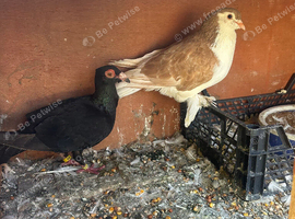 Mixed pair