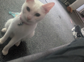 White cat