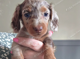 Dapple long haired mini dachshund