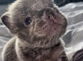 Fluffy French bulldog puppy!