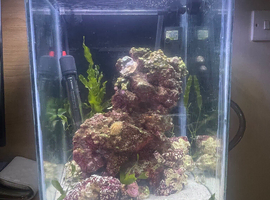 Coral, hermit crab, and snail, need rehomed asap,