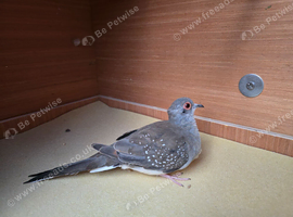 2 x Diamond Doves