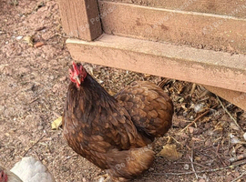 ****PUREBRED PEKIN FEMALES****