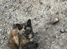 Kittens for sale